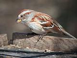 Sparrow On A Box_26285